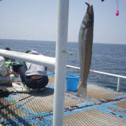オリジナルメーカー海づり公園(市原市海づり施設) 釣果