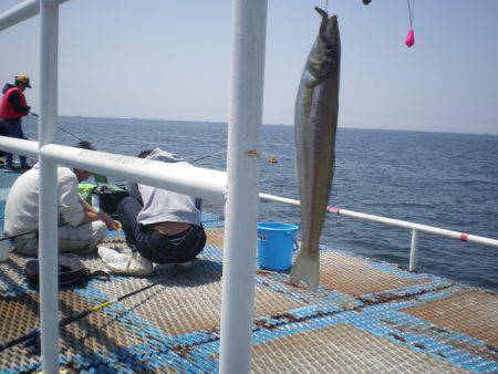 オリジナルメーカー海づり公園(市原市海づり施設) 釣果