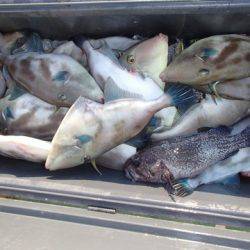 第二むつ漁丸 釣果