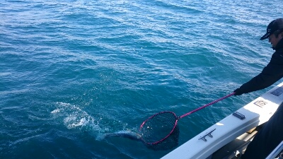 IDATEN(イダテン) 釣果