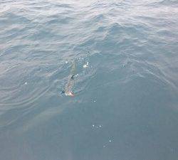 IDATEN（イダテン） 釣果