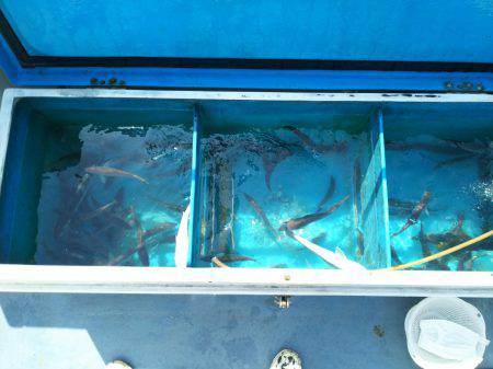 深川 吉野屋 釣果