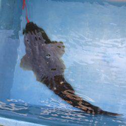 深川 吉野屋 釣果