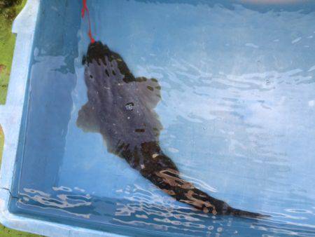 深川 吉野屋 釣果