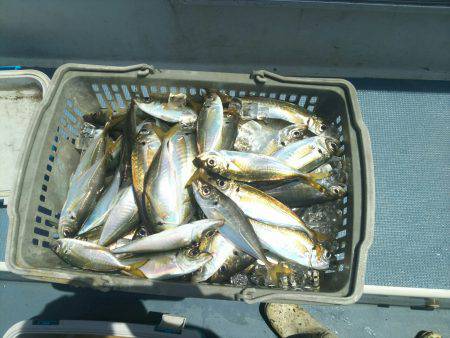 深川 吉野屋 釣果