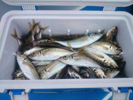 深川 吉野屋 釣果