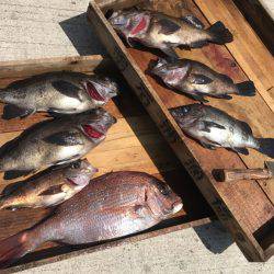 釣り船角田 釣果