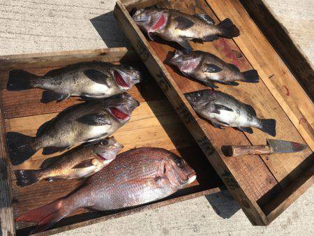 釣り船角田 釣果