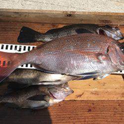 釣り船角田 釣果