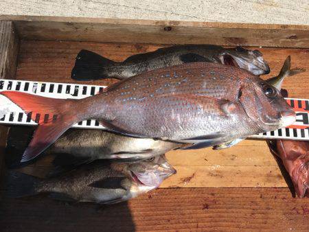 釣り船角田 釣果