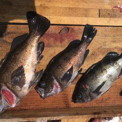 釣り船角田 釣果