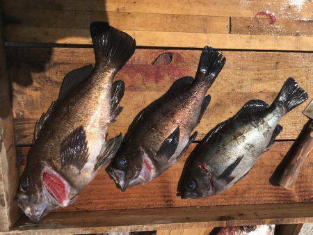 釣り船角田 釣果