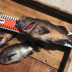 釣り船角田 釣果