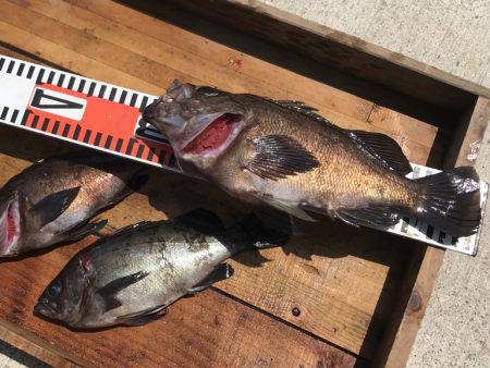 釣り船角田 釣果