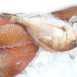 こうゆう丸 釣果