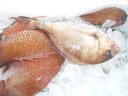 こうゆう丸 釣果