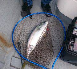 IDATEN（イダテン） 釣果