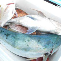 こうゆう丸 釣果