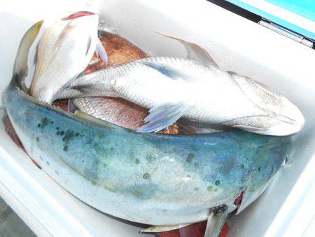 こうゆう丸 釣果