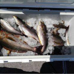 第二大福丸 釣果