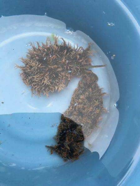 へいみつ丸 釣果