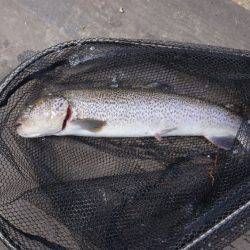 フィッシングレイクたかみや 釣果