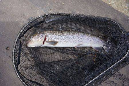 フィッシングレイクたかみや 釣果