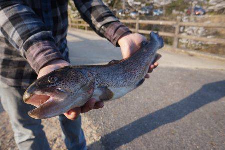 フィッシングレイクたかみや 釣果
