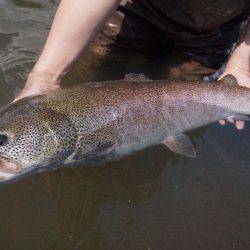 フィッシングレイクたかみや 釣果