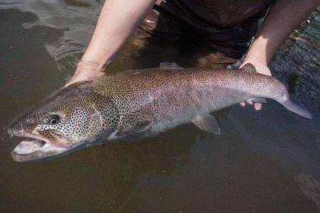 フィッシングレイクたかみや 釣果