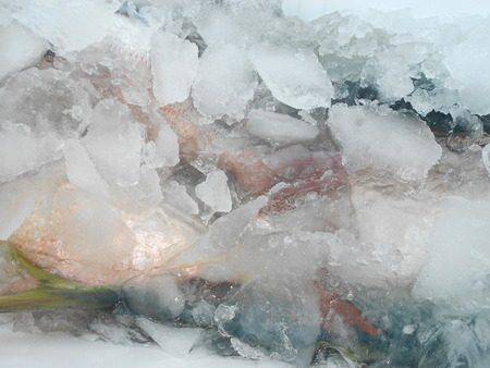 こうゆう丸 釣果