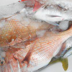 こうゆう丸 釣果