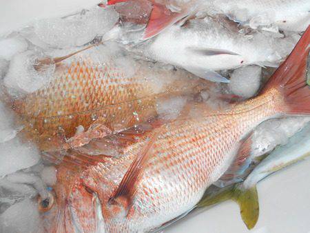 こうゆう丸 釣果