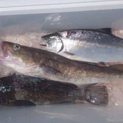 気仙沼 つり丸 釣果