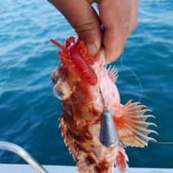 遊漁船 ニライカナイ 釣果