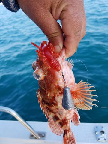 遊漁船 ニライカナイ 釣果