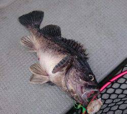 IDATEN(イダテン) 釣果