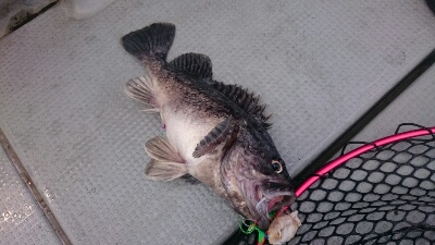 IDATEN(イダテン) 釣果