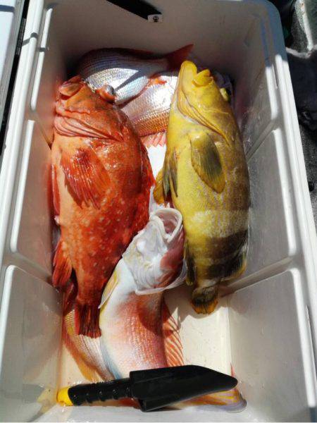 第二大福丸 釣果