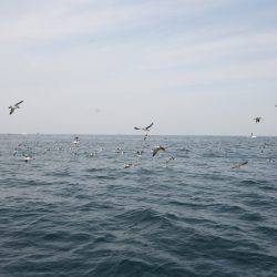 オーシャンズ　京都 釣果