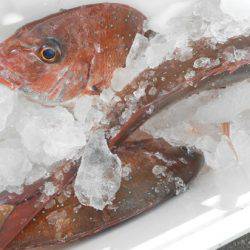 こうゆう丸 釣果