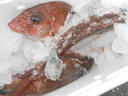 こうゆう丸 釣果