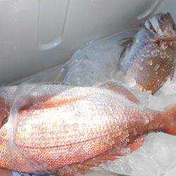 こうゆう丸 釣果