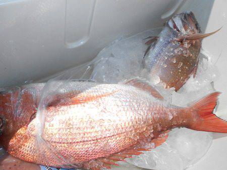 こうゆう丸 釣果