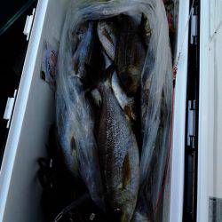 第二大福丸 釣果