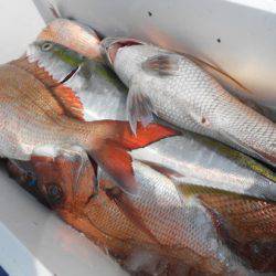 こうゆう丸 釣果