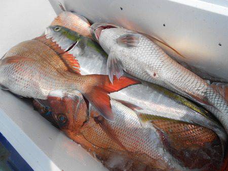 こうゆう丸 釣果