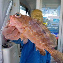 遊漁船 ニライカナイ 釣果