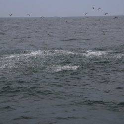 へいみつ丸 釣果