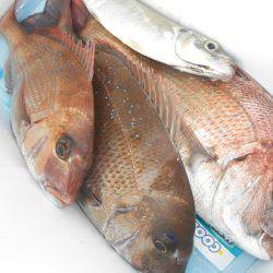 こうゆう丸 釣果